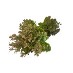 apró leveles kiegészítő