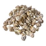 csiga mix