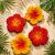 hibiszkusz mix