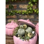 tölthető tök nagy